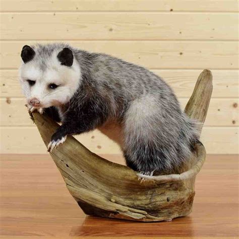 taxidermy opossum|ethically sourced taxidermy.